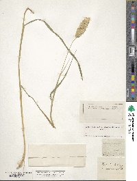 Phalaris paradoxa image