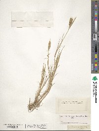 Phalaris paradoxa image