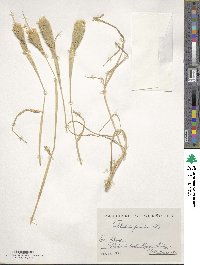 Phalaris paradoxa image