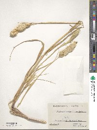 Phalaris paradoxa image