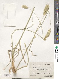 Phalaris coerulescens image