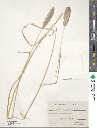 Phalaris coerulescens image