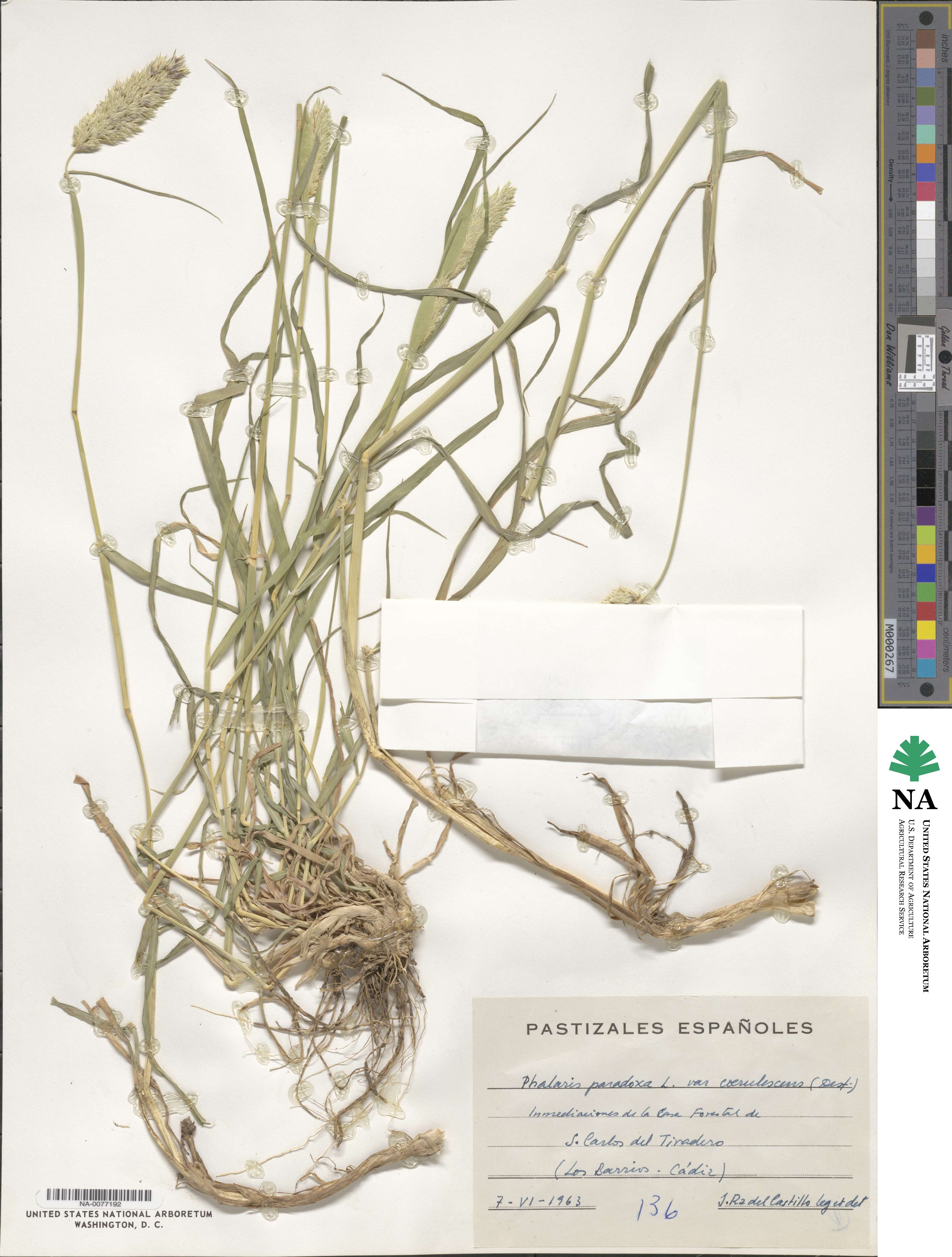 Phalaris coerulescens image