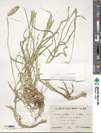 Phalaris coerulescens image