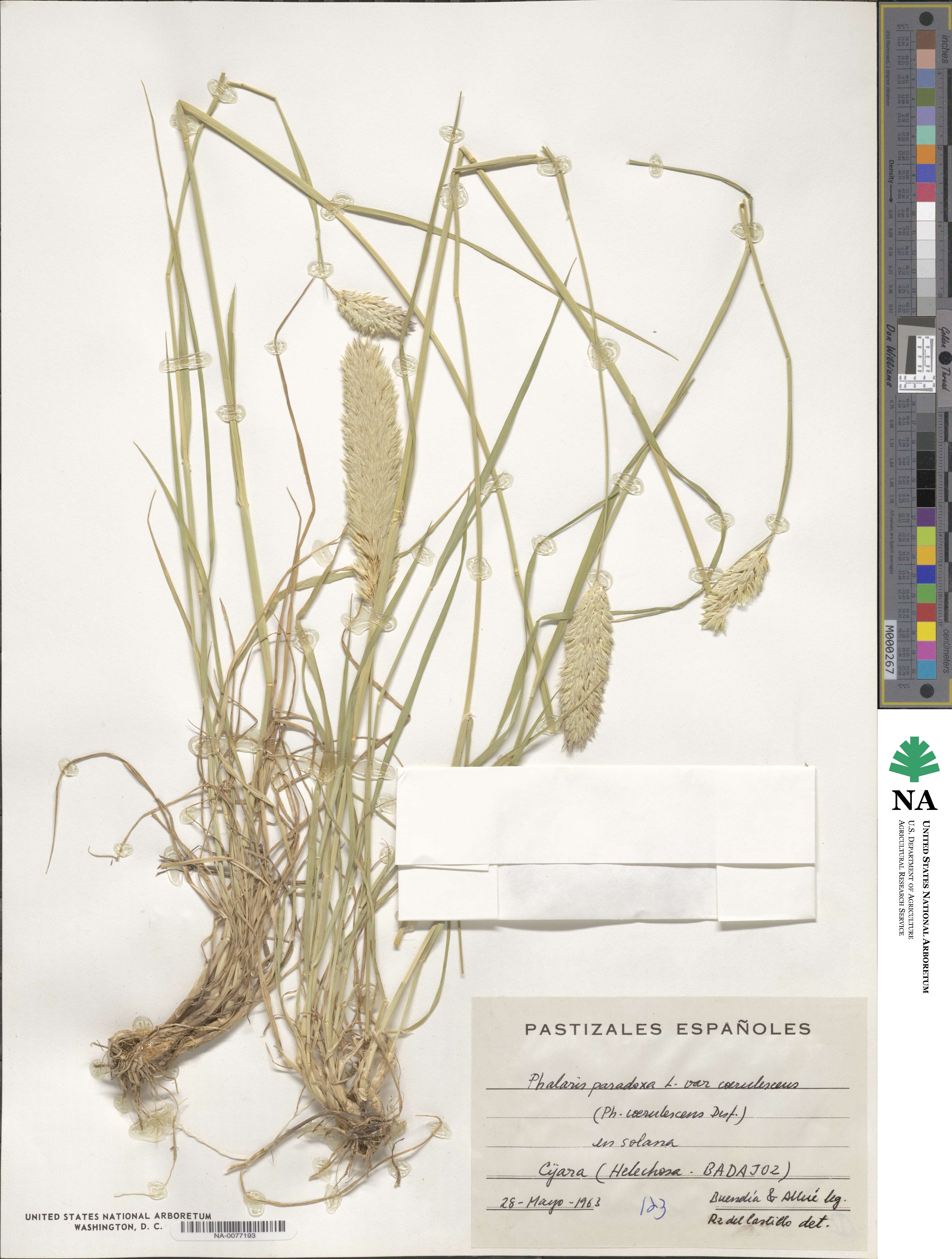Phalaris coerulescens image