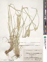 Phalaris coerulescens image