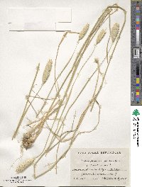 Phalaris coerulescens image