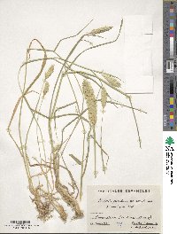 Phalaris coerulescens image