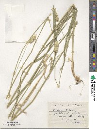 Phalaris aquatica image