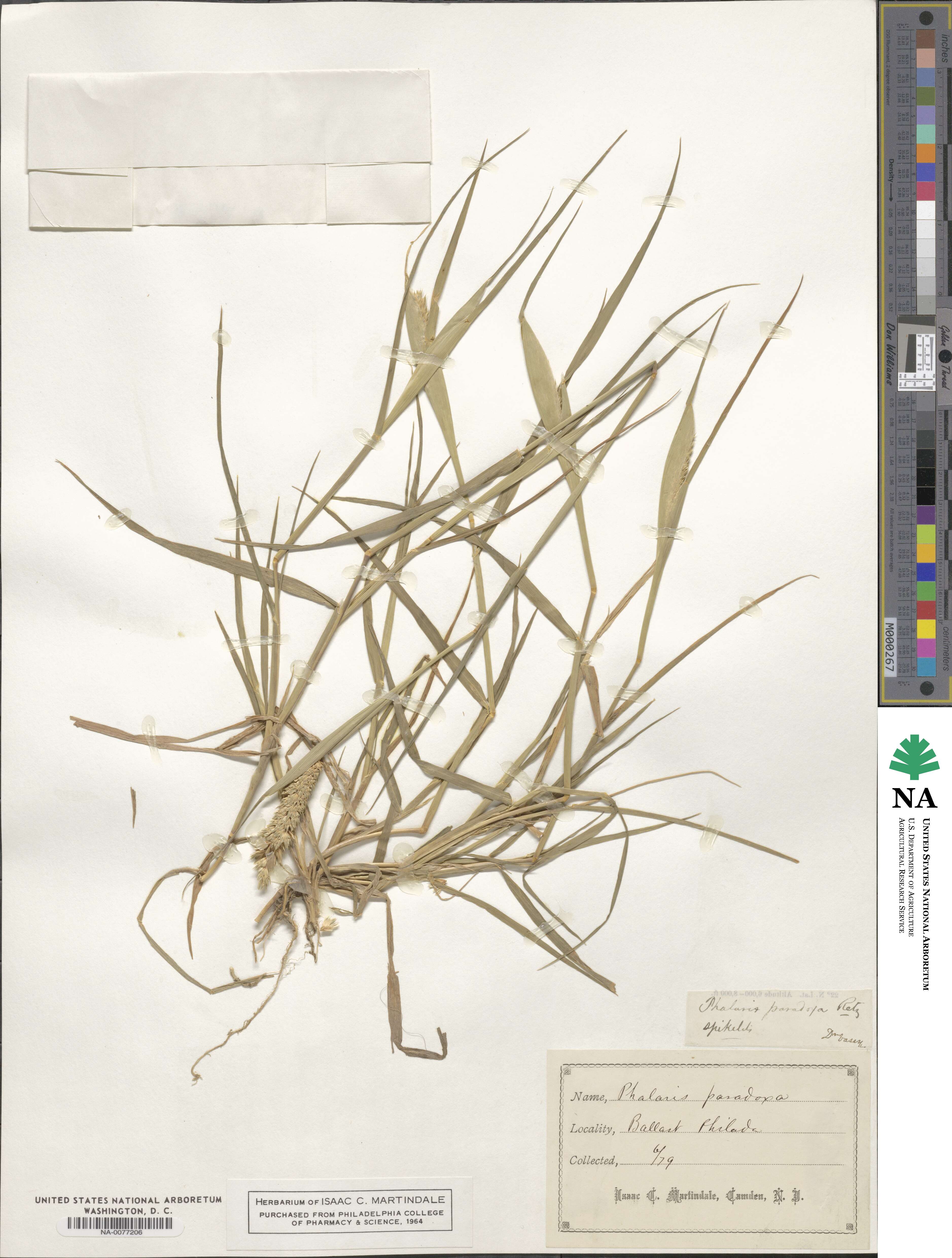 Phalaris paradoxa image