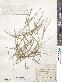 Phalaris paradoxa image