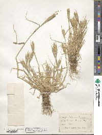 Phalaris paradoxa image