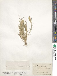 Phalaris paradoxa image