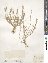 Phalaris paradoxa image