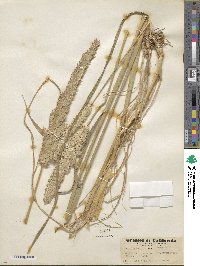 Phalaris aquatica image