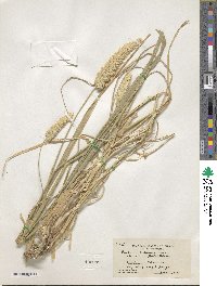 Phalaris aquatica image