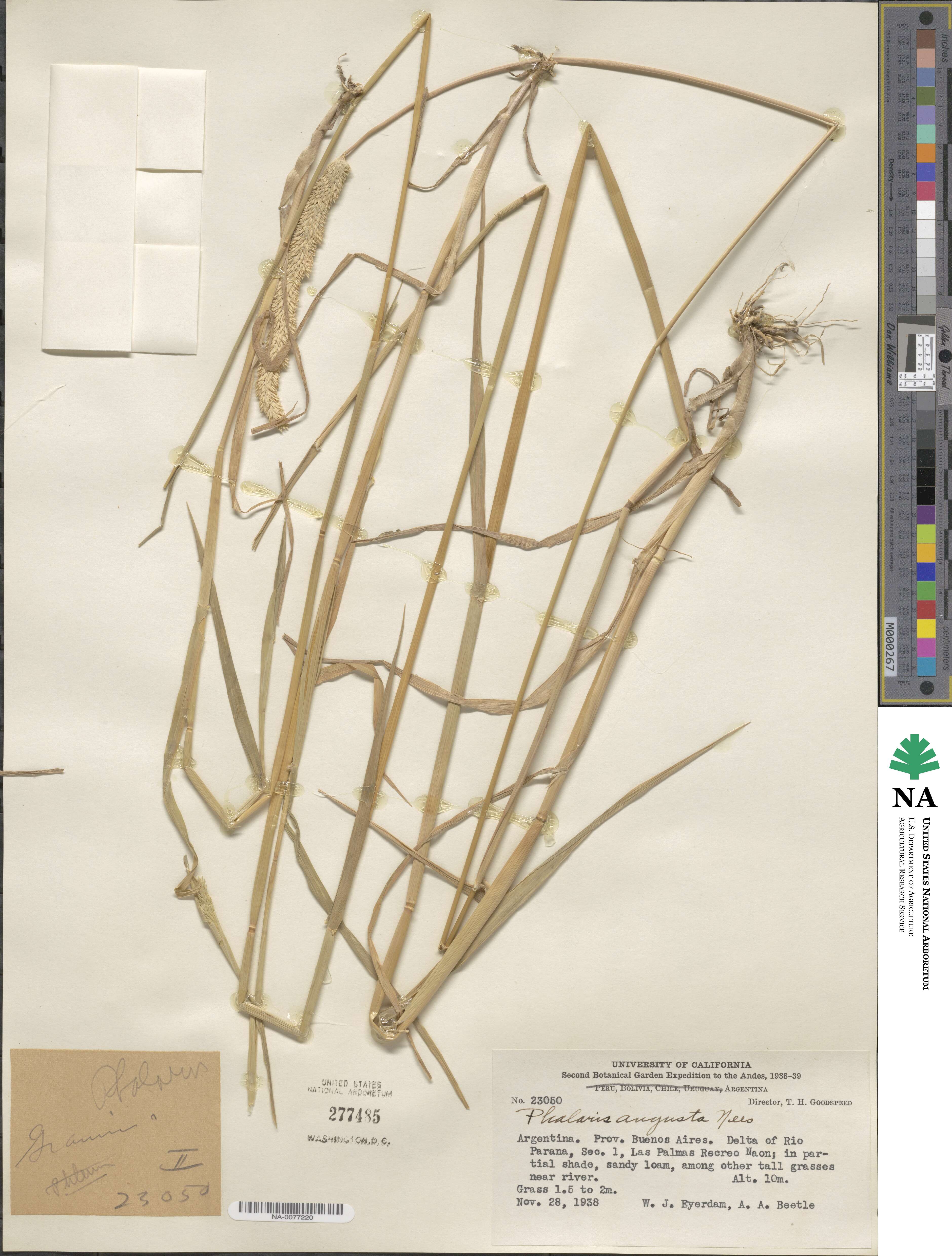 Phalaris angusta image