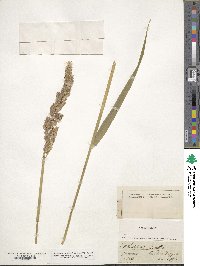 Phalaris arundinacea image