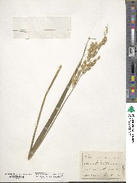 Phalaris arundinacea image