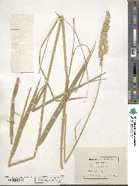 Phalaris arundinacea image