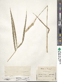 Phalaris arundinacea image