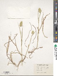 Phalaris brachystachys image