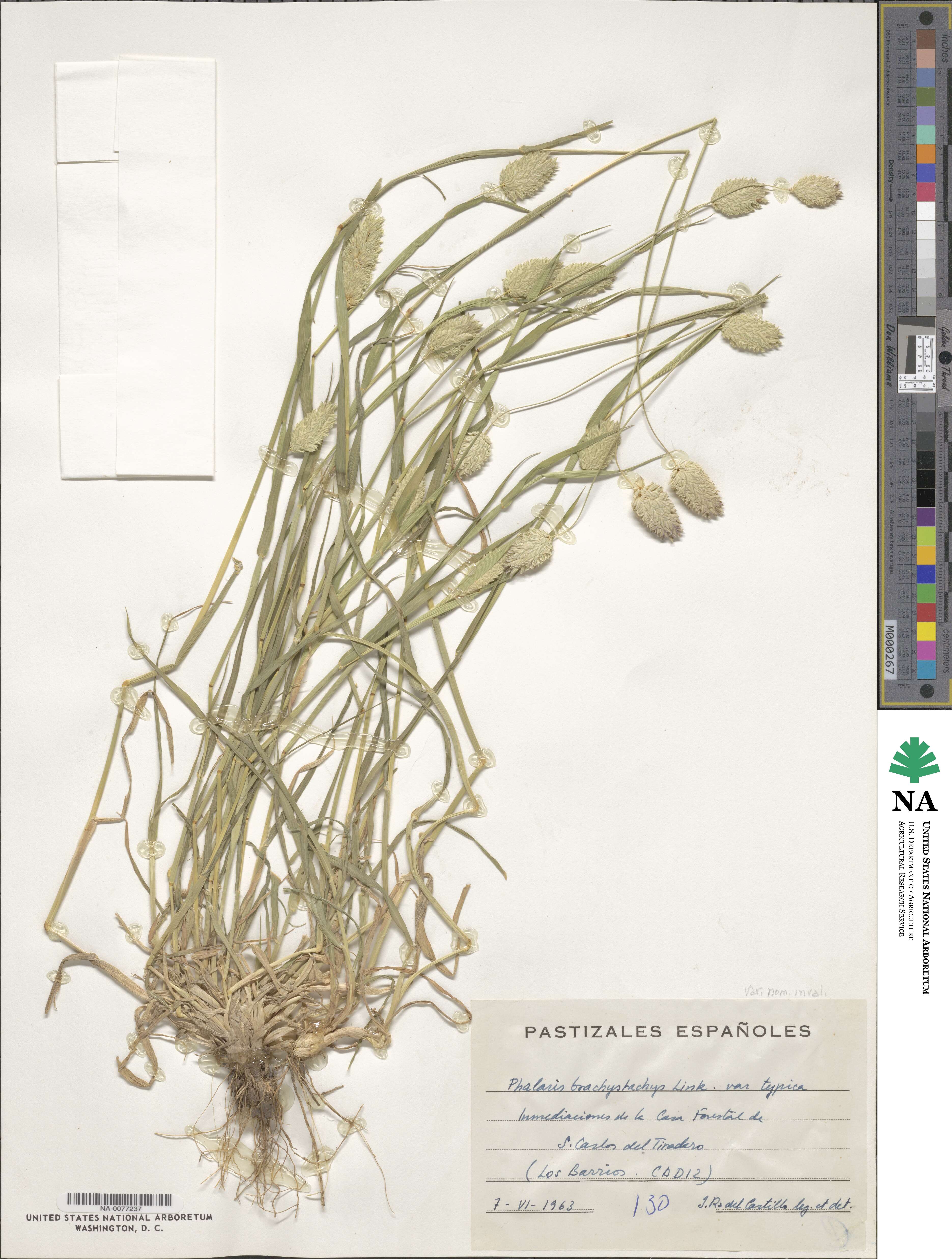 Phalaris brachystachys image