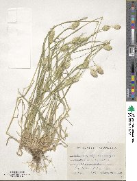 Phalaris brachystachys image