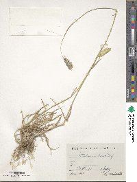 Phalaris coerulescens image