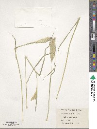 Phalaris coerulescens image