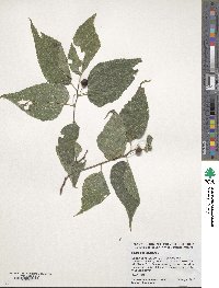 Celtis occidentalis image