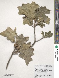 Quercus marilandica image