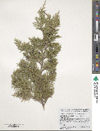 Juniperus virginiana image