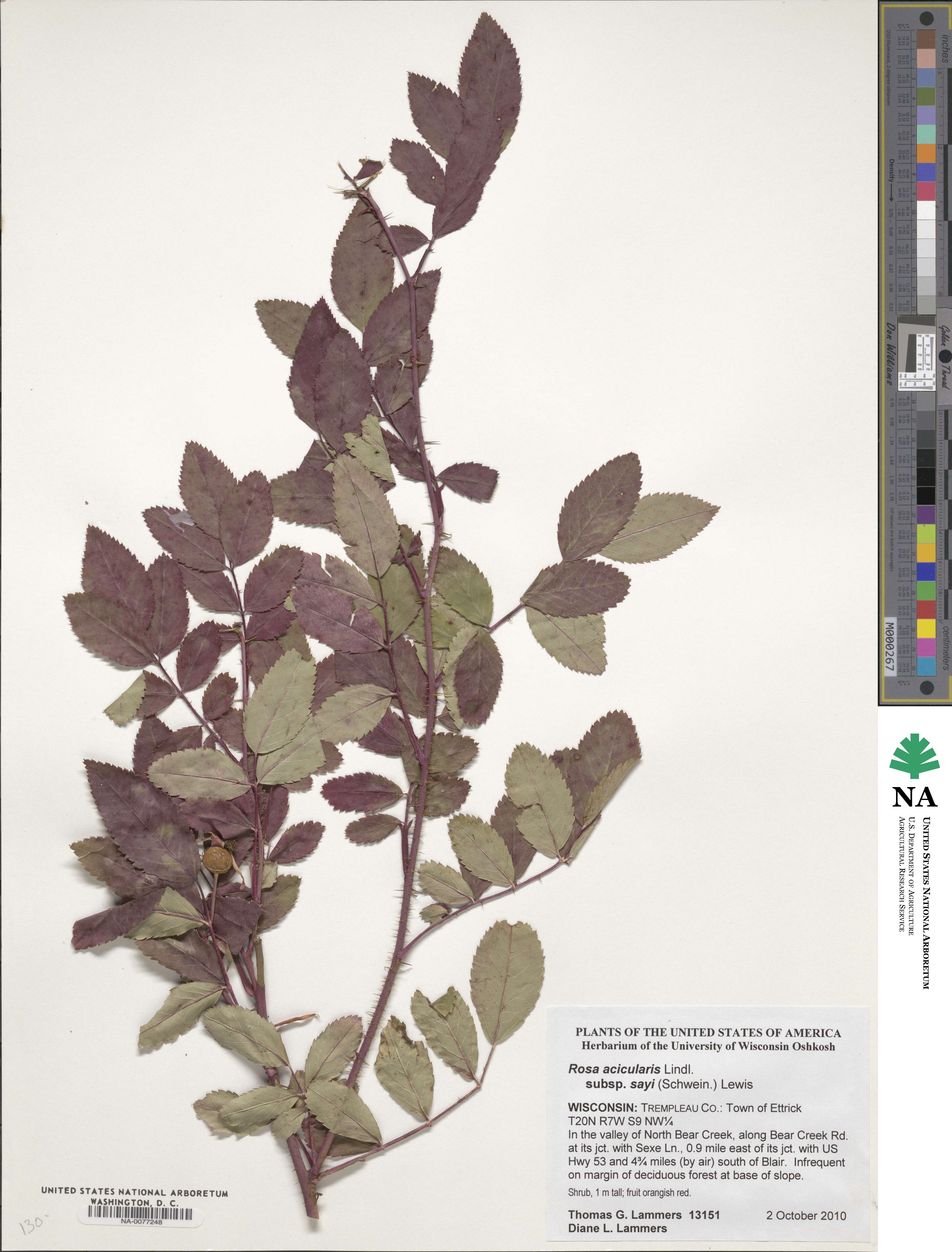 Rosa acicularis image