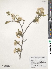 Prunus americana image