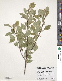 Prunus pensylvanica image