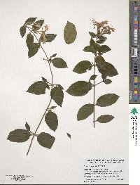 Lonicera japonica image