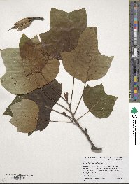 Liriodendron tulipifera image