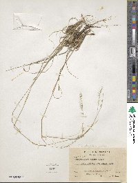 Image of Bouteloua scabra