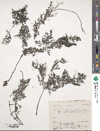 Hedysarum fruticosum image