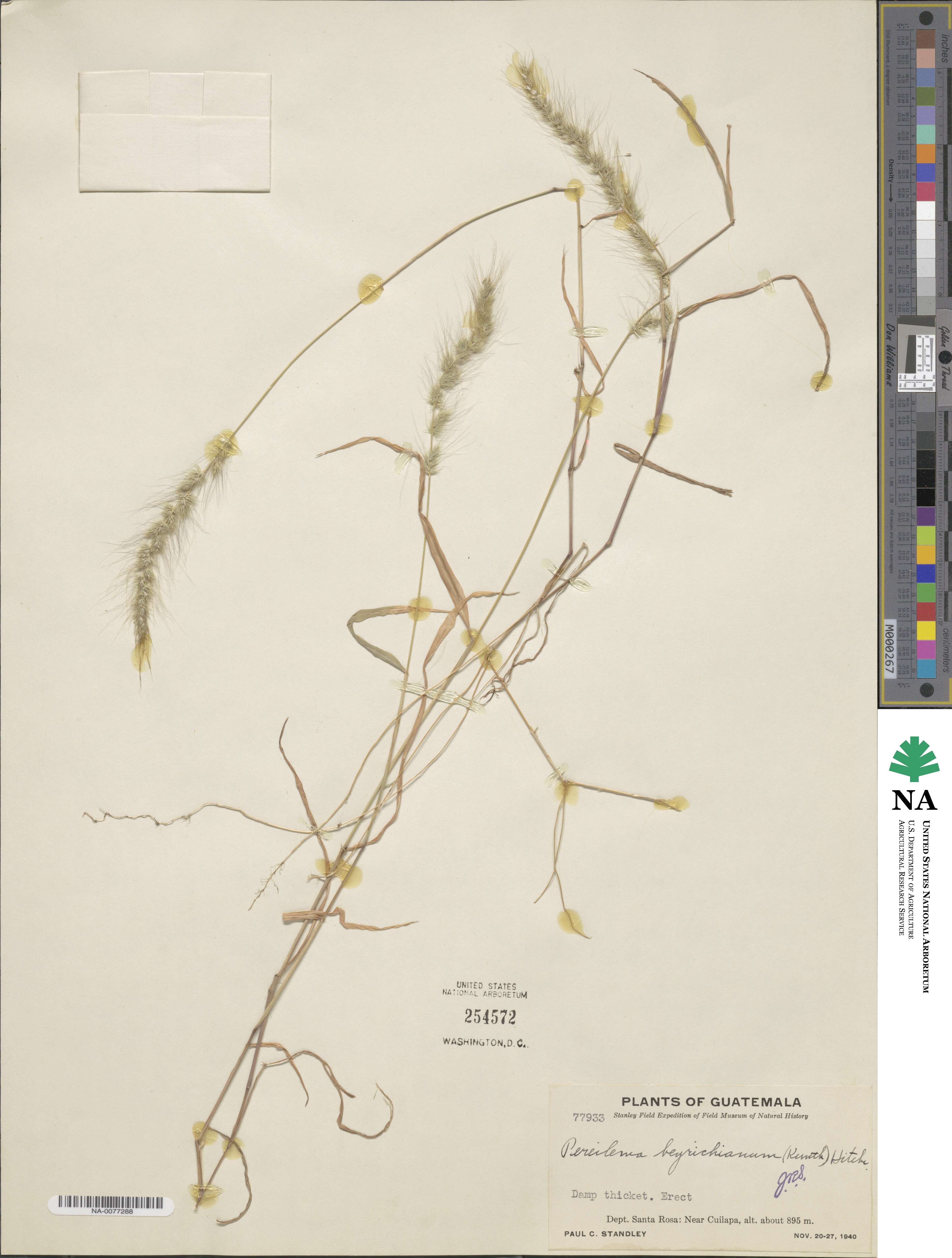 Muhlenbergia beyrichiana image