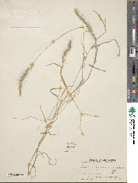 Image of Muhlenbergia beyrichiana