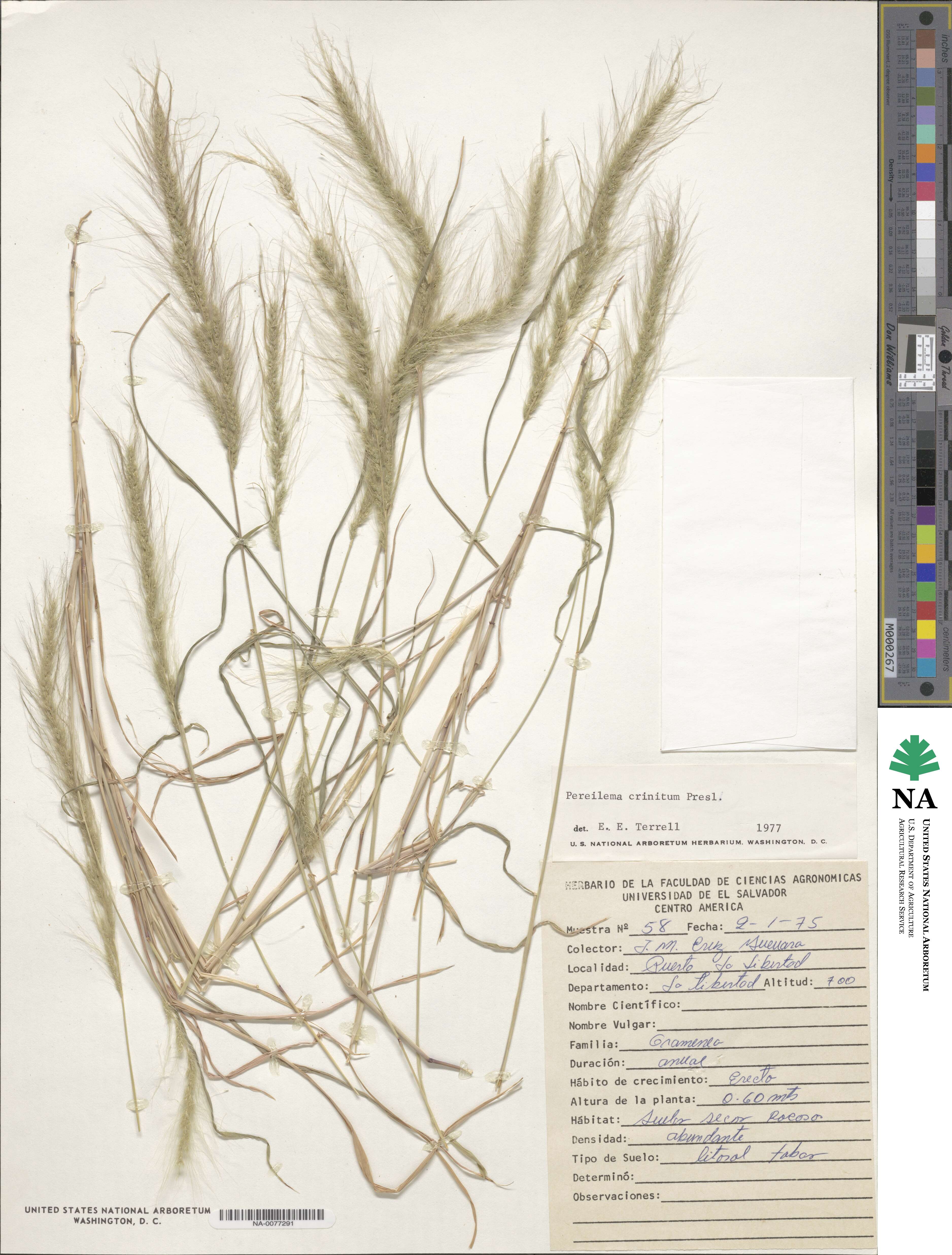 Muhlenbergia pereilema image