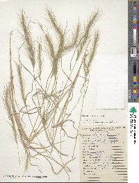 Muhlenbergia pereilema image