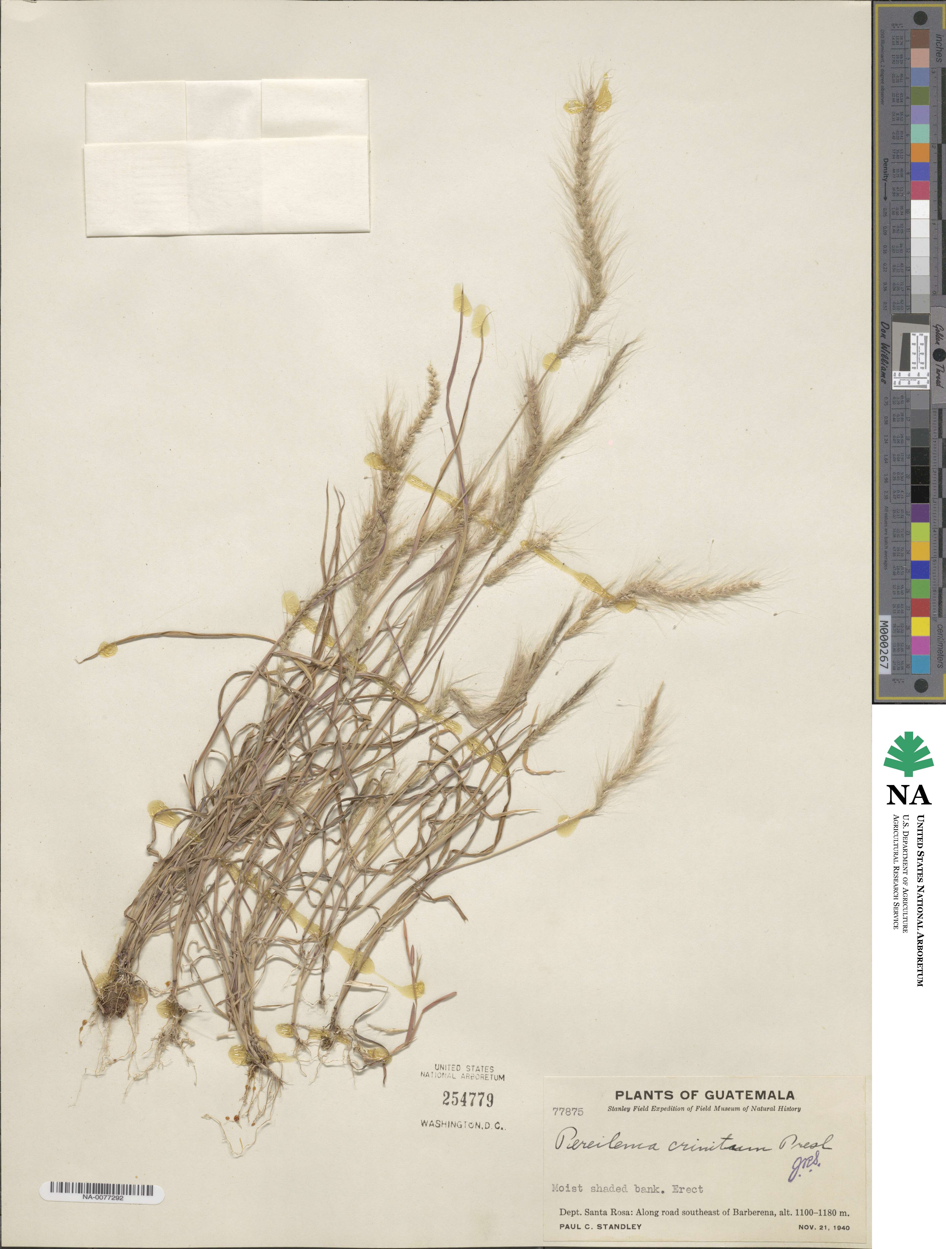 Muhlenbergia pereilema image