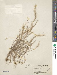 Muhlenbergia pereilema image