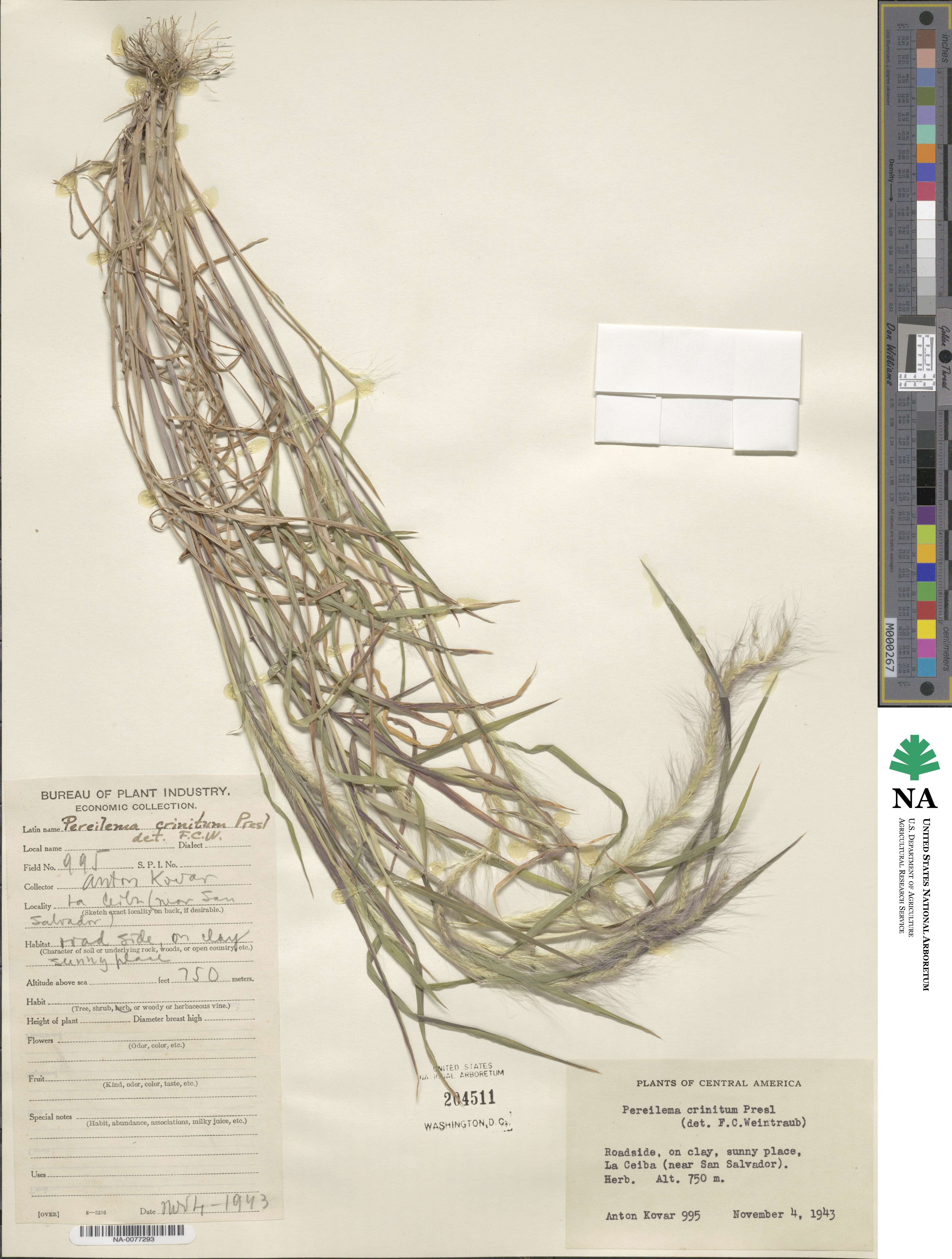 Muhlenbergia pereilema image