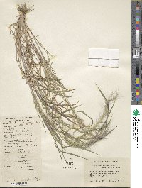 Muhlenbergia pereilema image