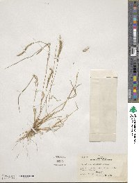 Muhlenbergia pereilema image