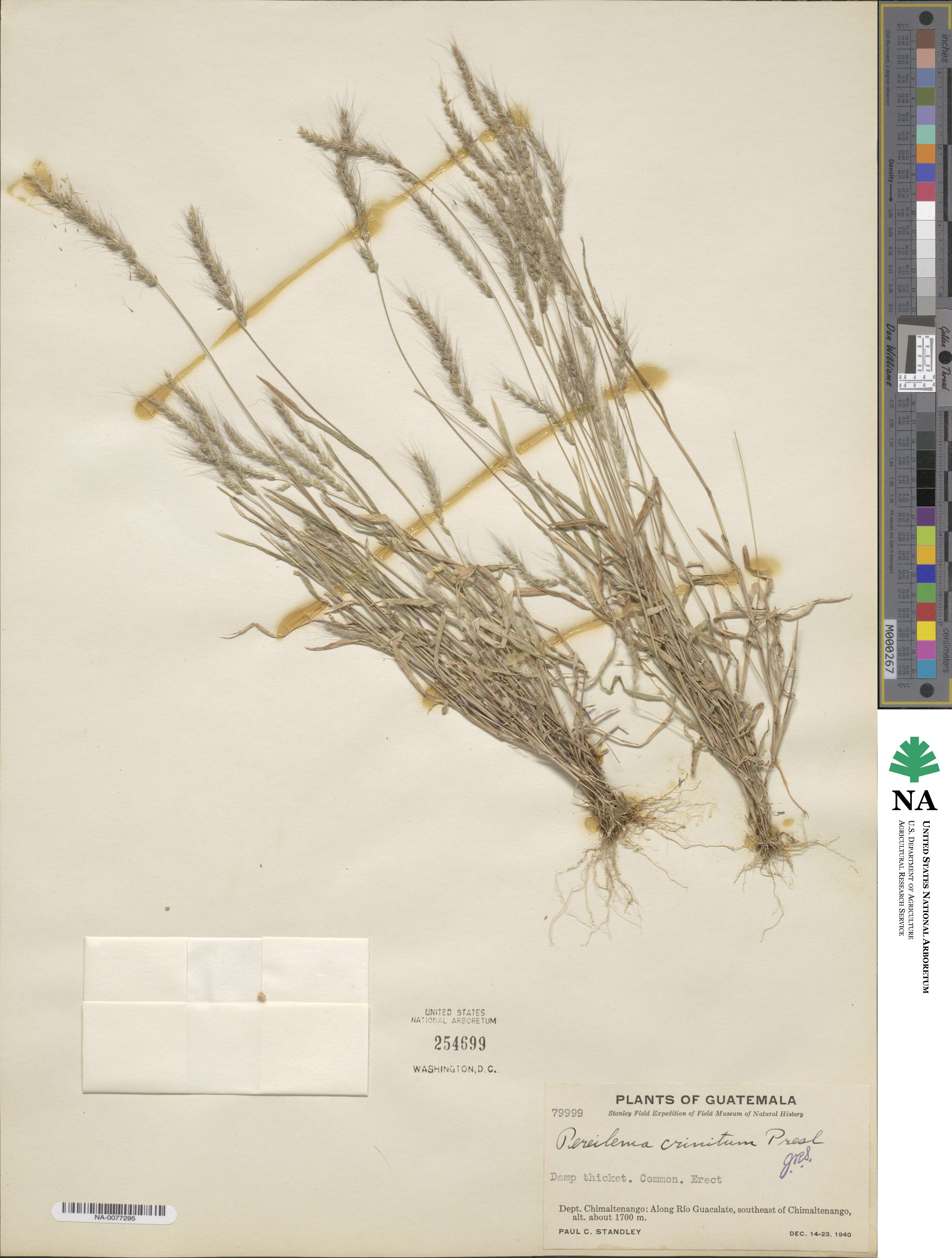 Muhlenbergia pereilema image